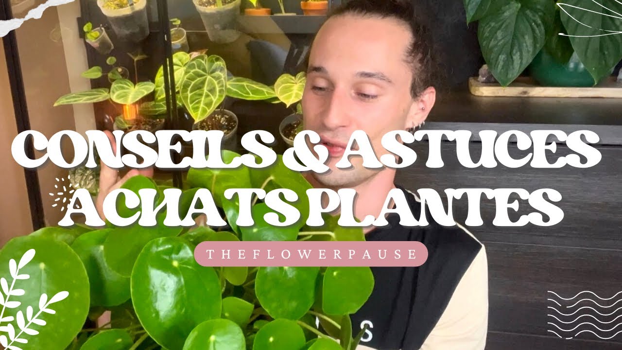 Conseils & astuces avant d’acheter une plante 🌱