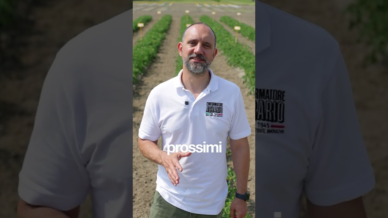 Biostimolanti:  pi&ugrave; resa e qualit&agrave; al pomodoro #agro #agriculture #biostimolanti #biostimulant