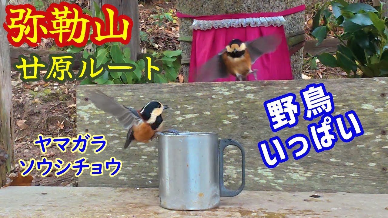 野鳥いっぱい【弥勒山】 廿原ルート  Lots of wild birds [Mirokuyama] Tsuzuhara  route