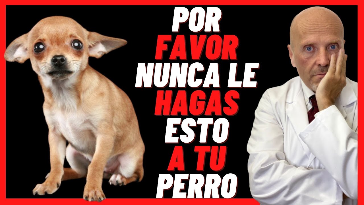 35 COSAS QUE NO DEBES HACER CON  TU PERRO❣️(Aunque no te des cuenta) Ya que son DAÑINAS