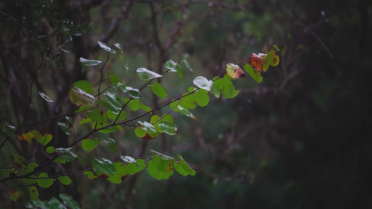 4K Heavy Rainfall in Nature – Powerful Ambient Storm for Sleep and Relaxation