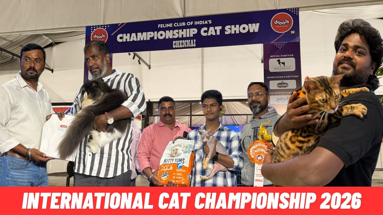 International cat championship 2026 @TheFelineClubofIndia