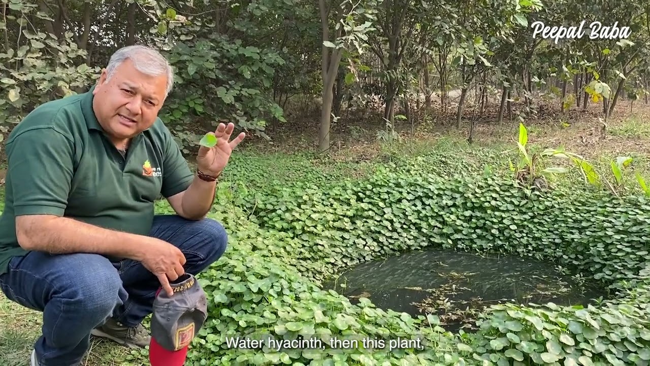 Use these plants for water purification