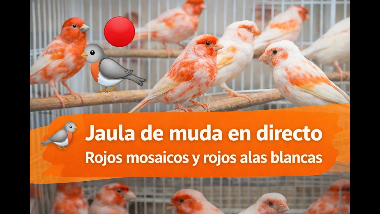 🔴🐤 Rojos mosaicos y alas blancas | Jaula de muda en directo