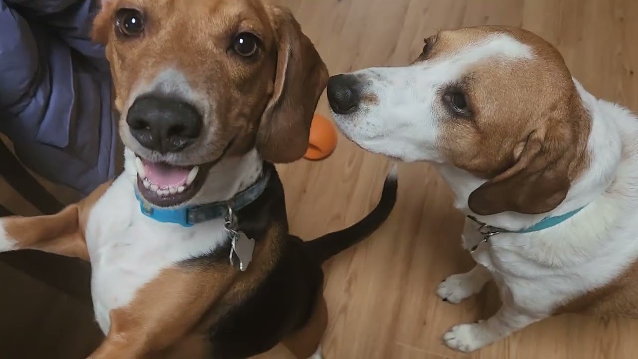Christmas eve squeaky toy with ollie and Cadbury.