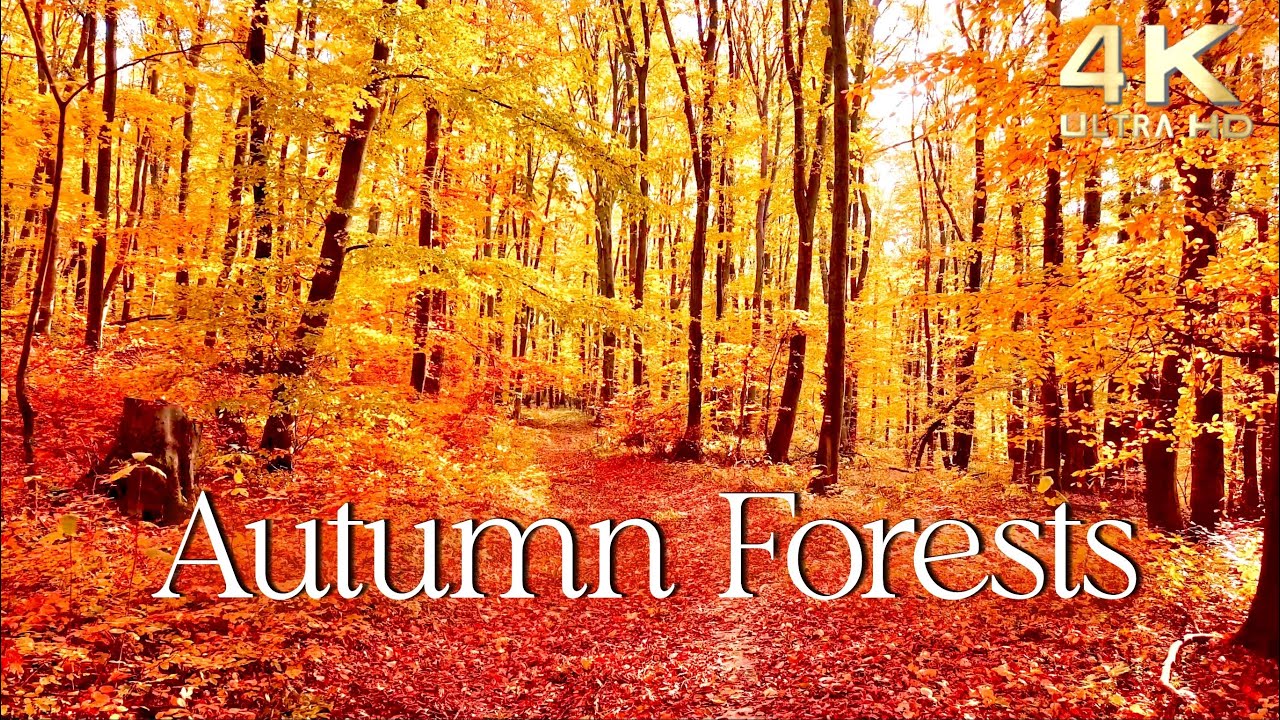 Enchanting Autumn Forests with Beautiful Piano Music - 4K Autumn Ambience & Fall Foliage