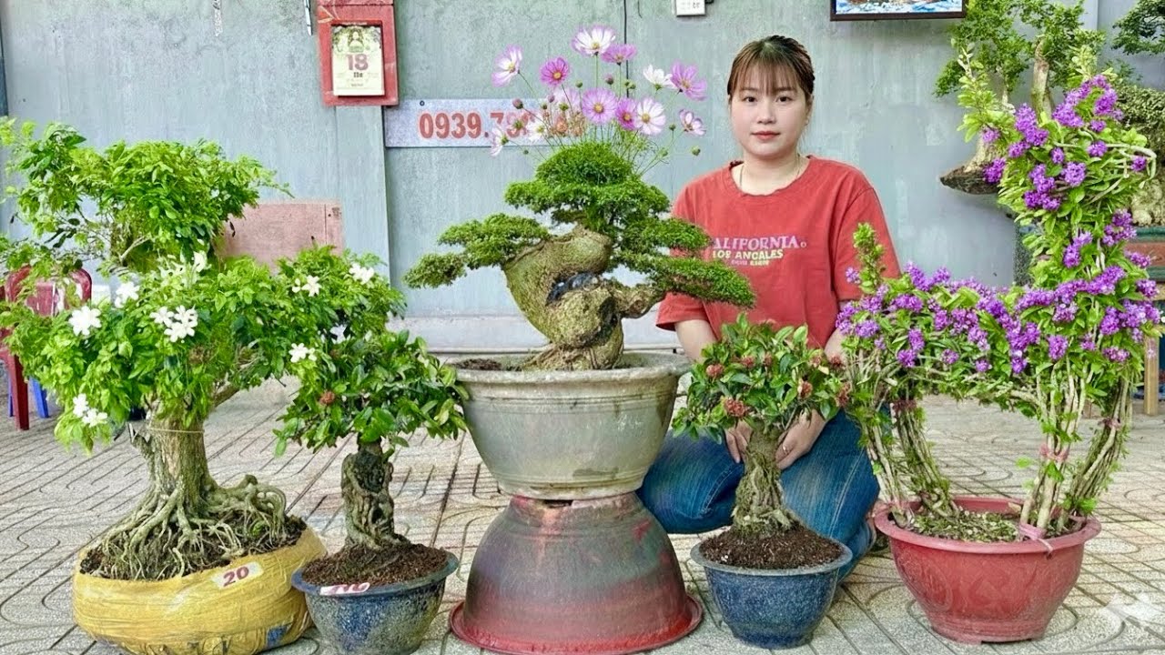 Báo Giá Bonsai 18/1: Kim Quýt, Linh Sam & Lô Thập Cẩm Để Bàn Giá Rẻ (Thúy An - LTK)