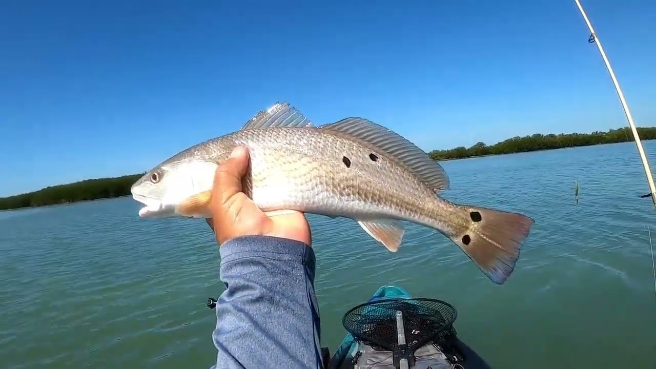 They Couldn't Resist This Lure!  3/11/26