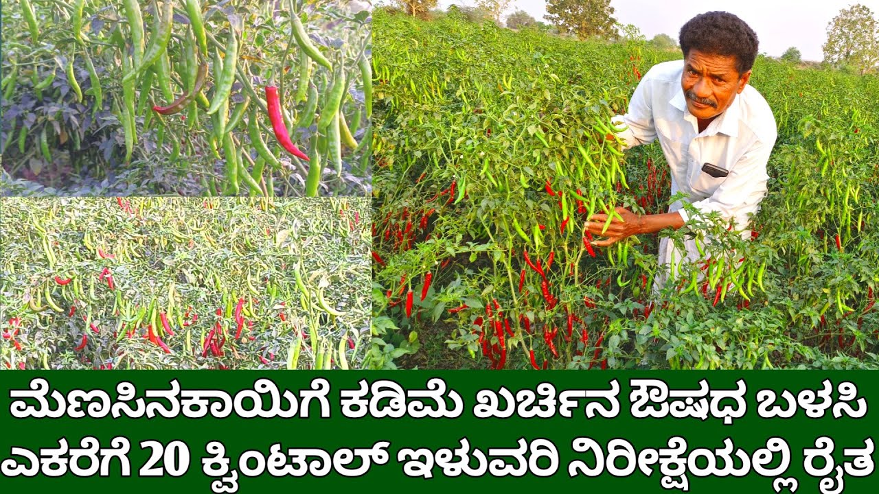 ಮೆಣಸಿನಕಾಯಿಗೆ ಕಡಿಮೆ ಖರ್ಚಿನ ಔಷಧ ಬಳಸಿ ಎಕರೆಗೆ 20 ಕ್ವಿಂಟಾಲ್ ಇಳುವರಿ ನಿರೀಕ್ಷೆ | chilli farming kannada