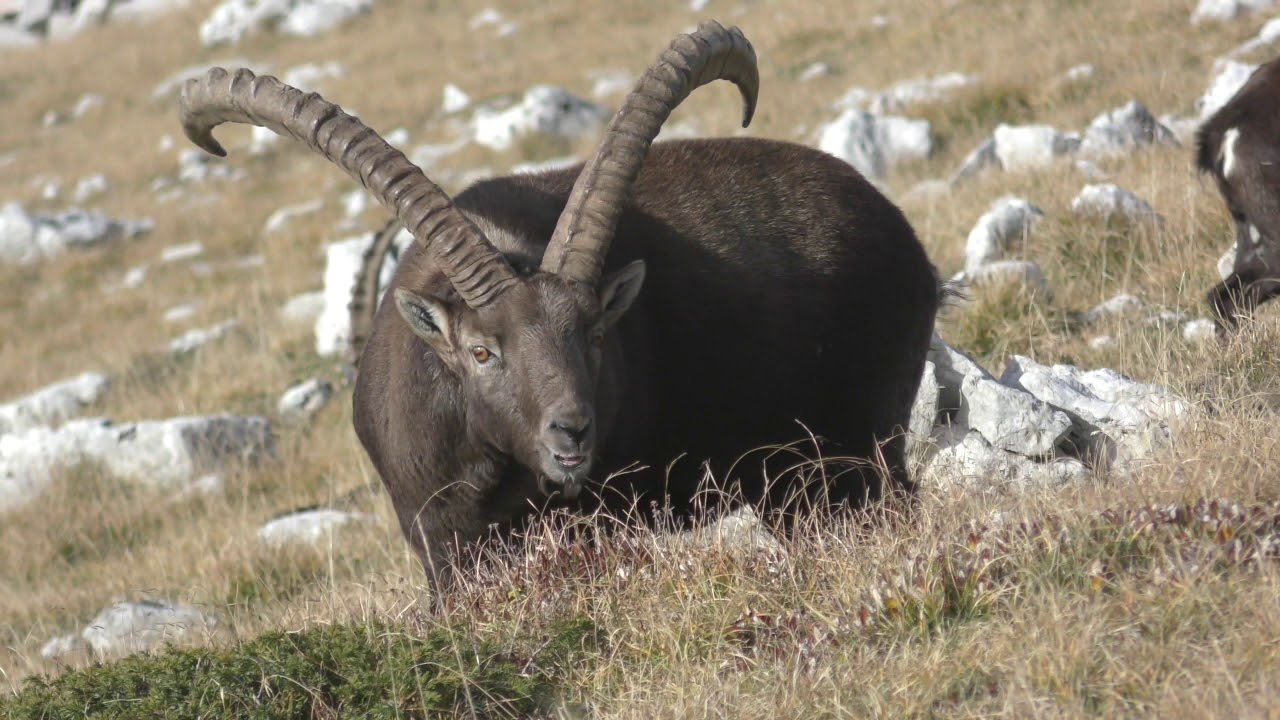Bouquetins du Vercors