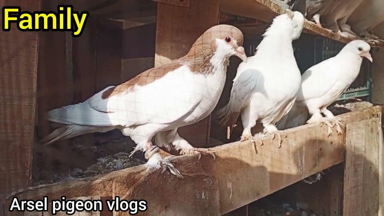 cross siraji + fantail pigeon cross breed result | hybrid pigeon