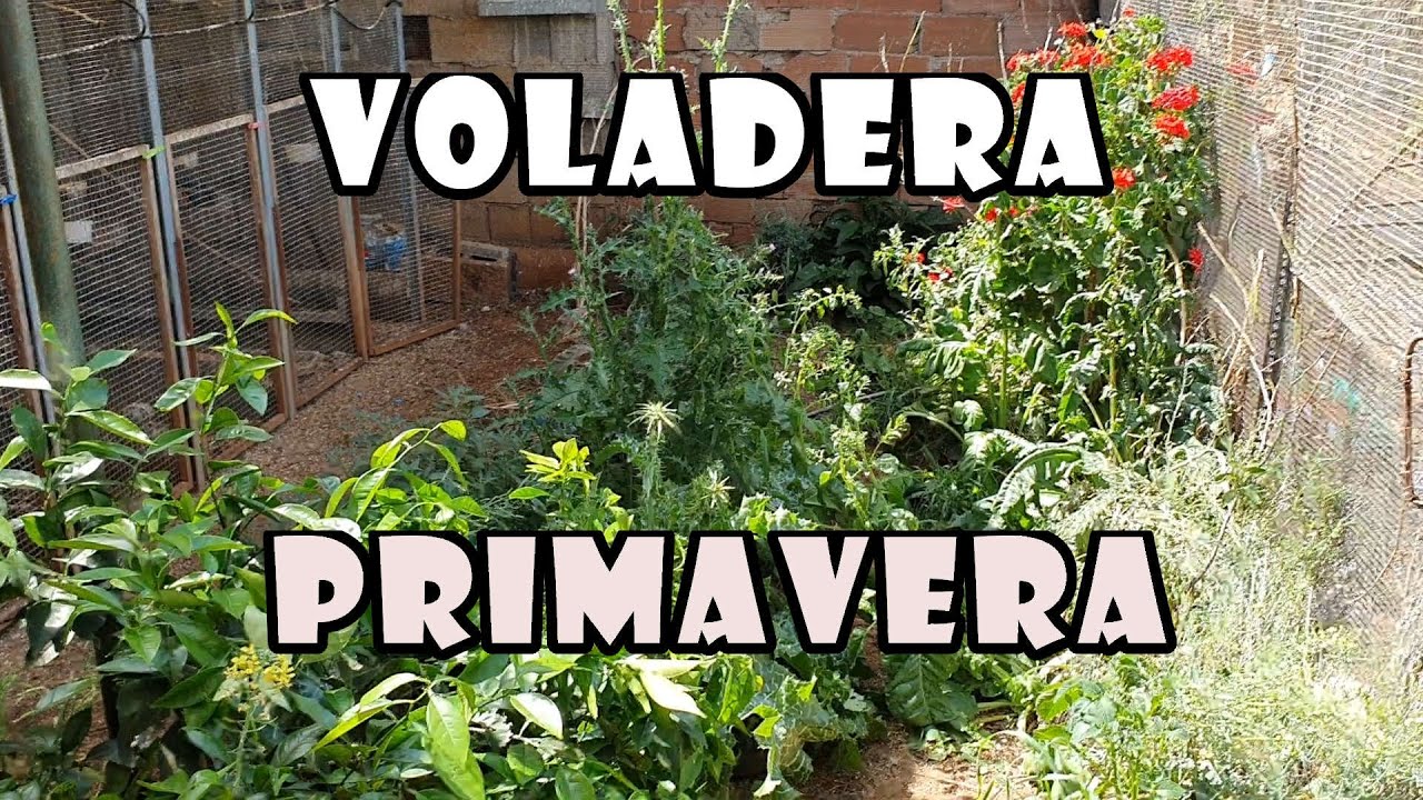 🌾VOLADERA en Primavera🌻🌼🌻