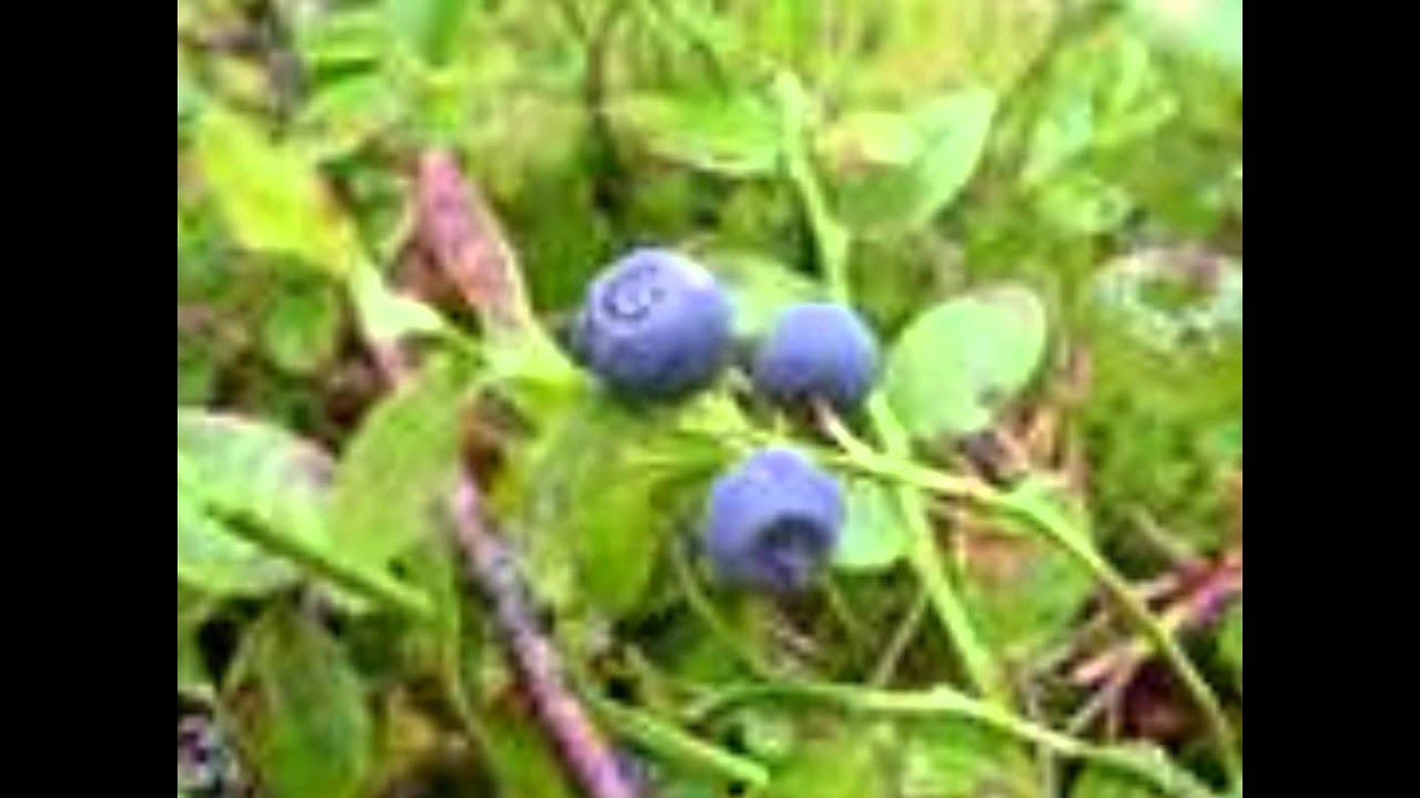 Vaccinium myrtillus
