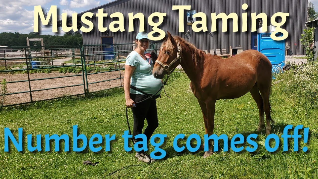 Mustang Training: Timmy the Mustang Inside the Barn and Learning Touches are OK