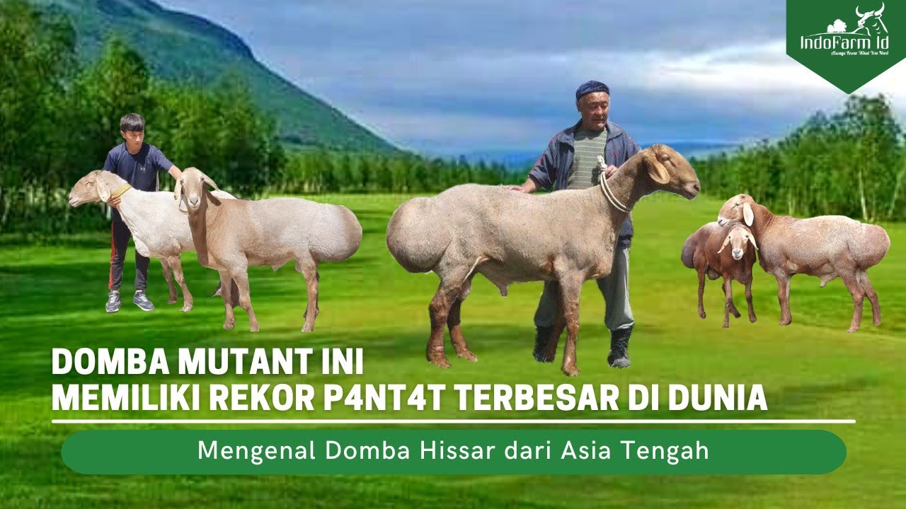 DOMBA TERANEH DI DUNIA!!! Domba Hissar Ras Domba Super dari Asia Tengah