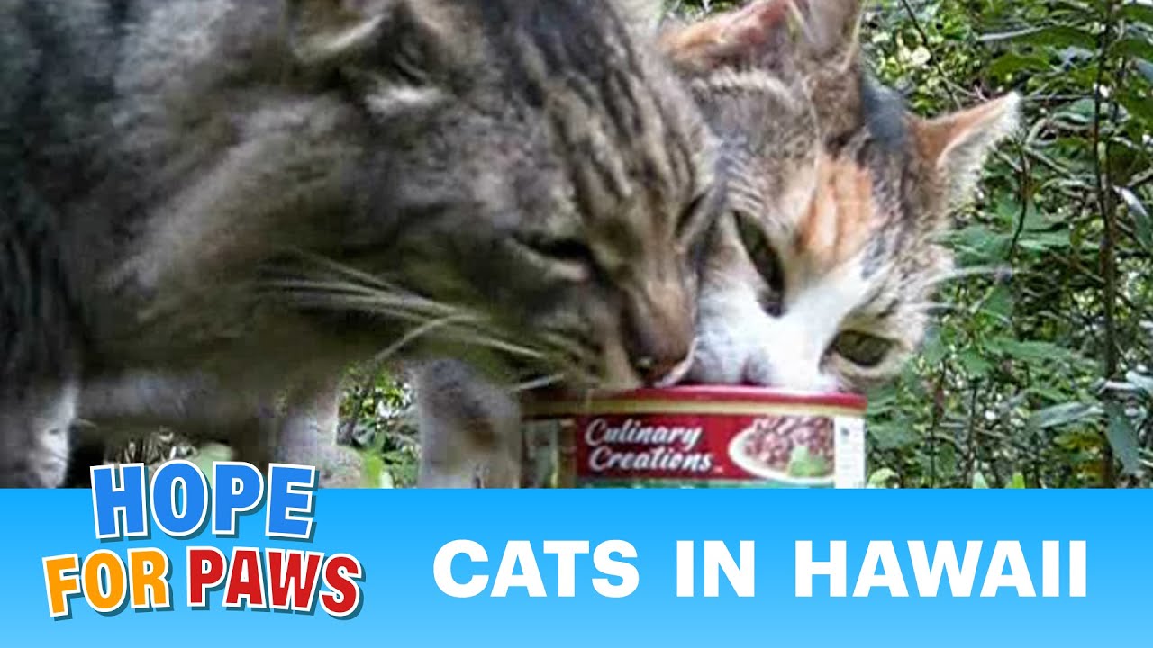 Cat Colony in Maui (1-5-2010) by Eldad Hagar #cats