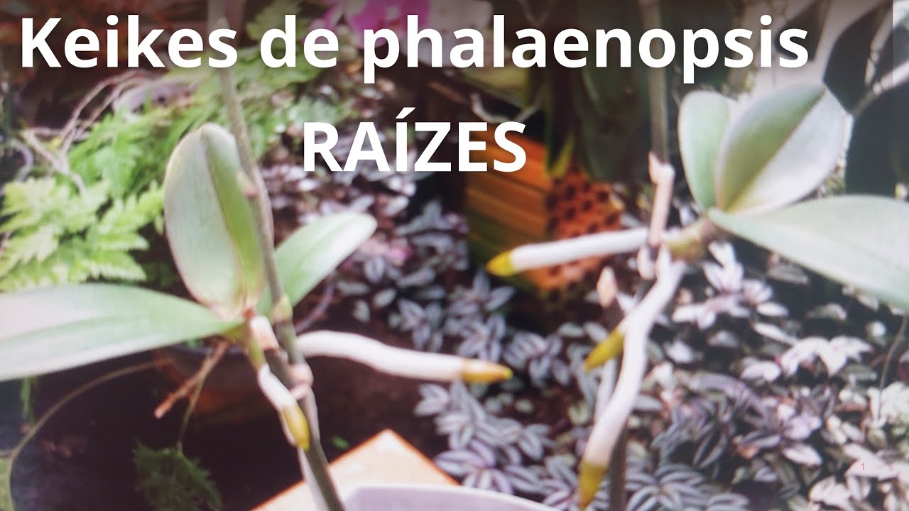 O que fazer para os keikes de Phalaenopsis liberar raizes?