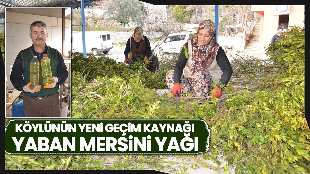 Köylülerden Bağını 5 Liradan Aldığı Bitkinin Yağının Gramını 25 Liradan Satıyor