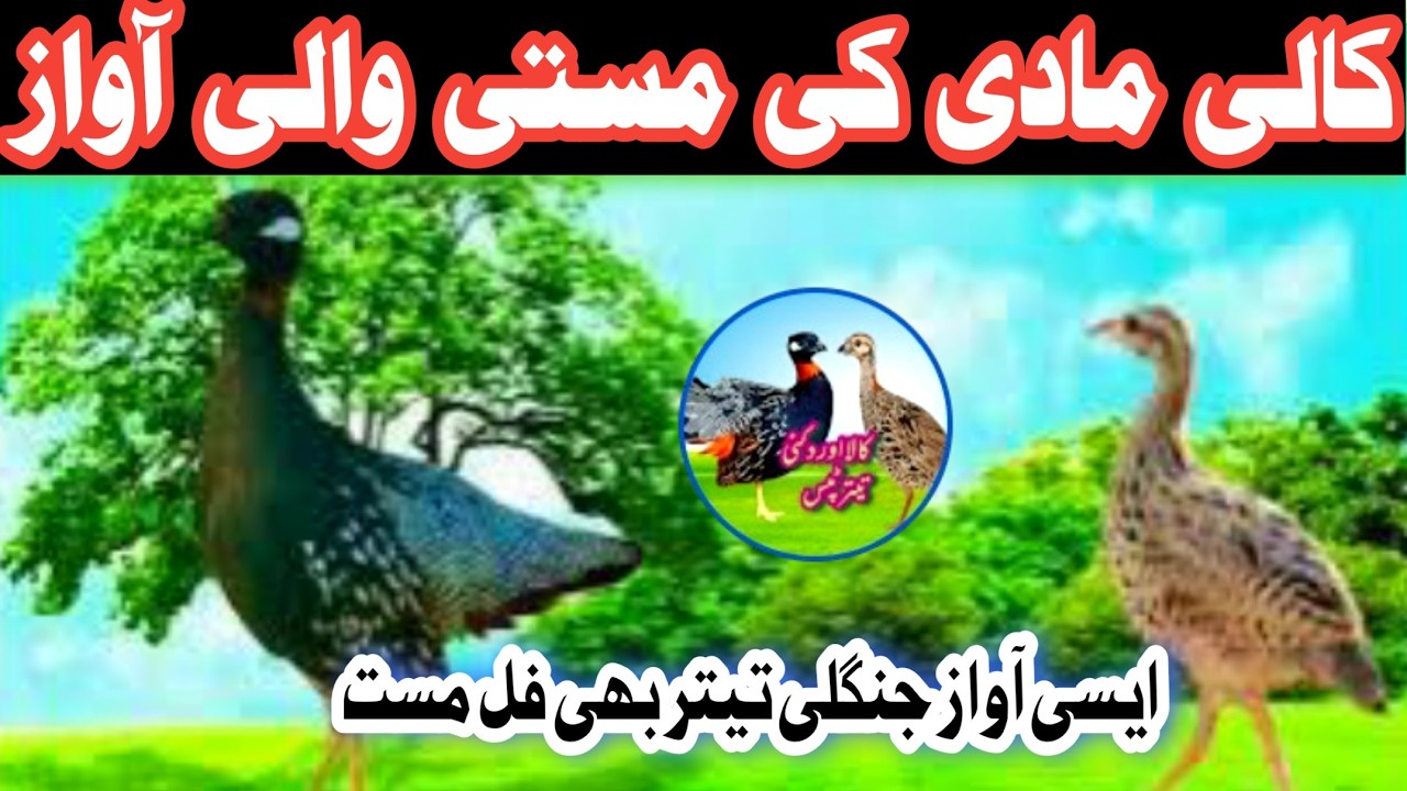 Kali madi ki awaz|Kali female voice|Black franclion vice|کالی مادی کی مستی والی آواز|Titar ki madi