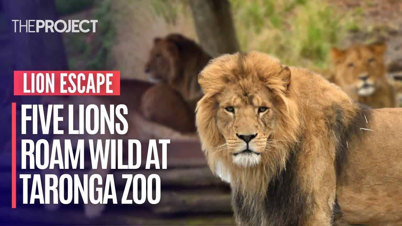 Lion Escape: Five Lions Roam Wild At Sydney's Taronga Zoo