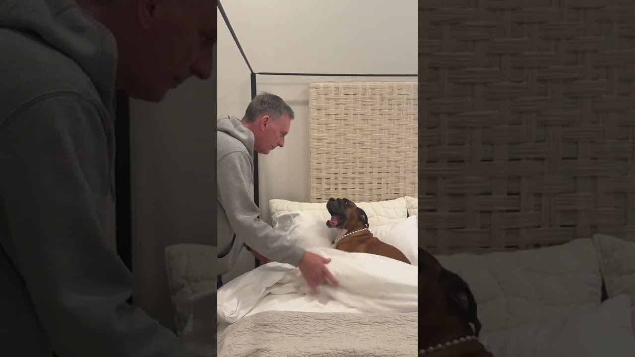 Grandpa learning poppy's routine for when mom and dad go on vacation. #dogs #doggielife