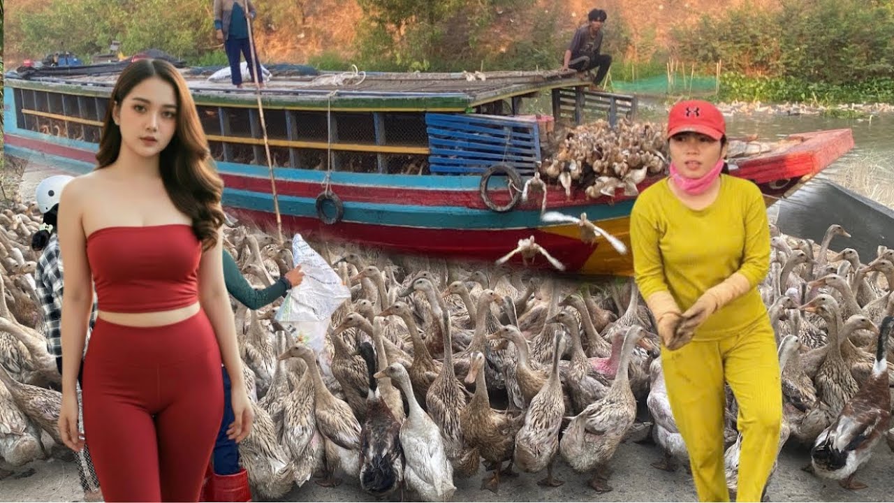 Techniques for raising ducks in rice paddies and transporting them to new rice paddies by truck.
