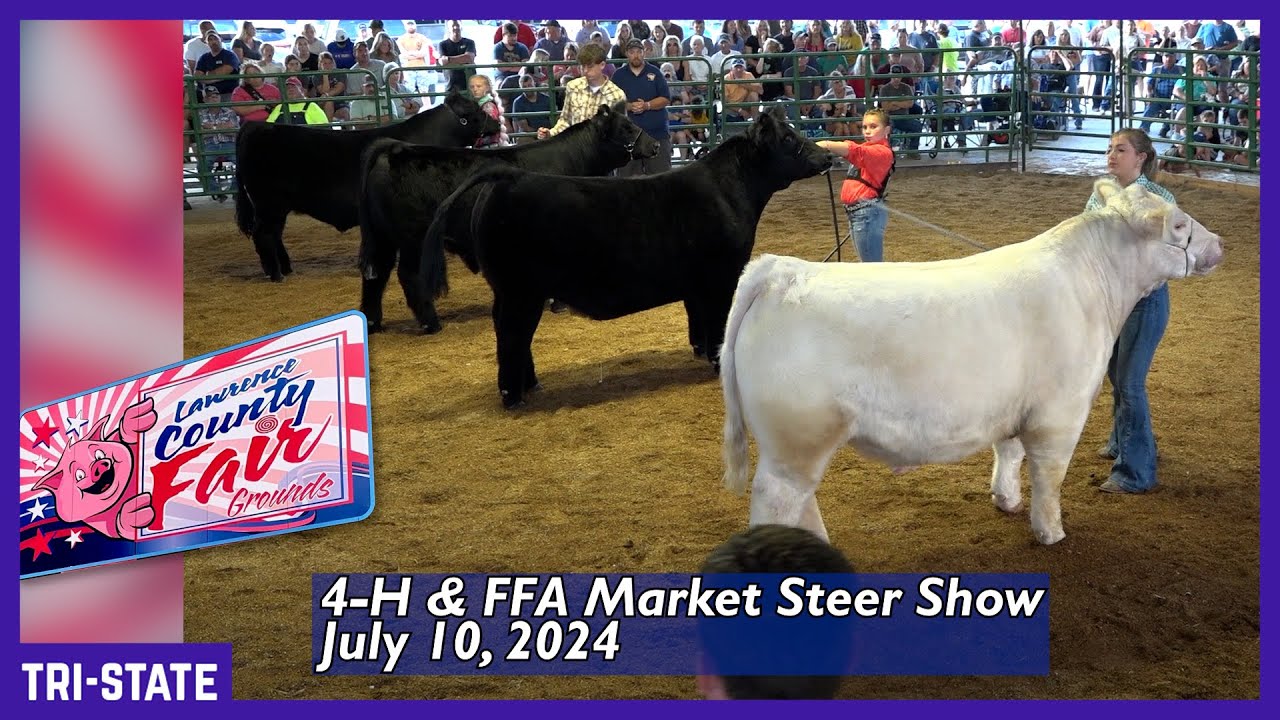 4-H & FFA Market Steer Show - Lawrence County Fair Ohio