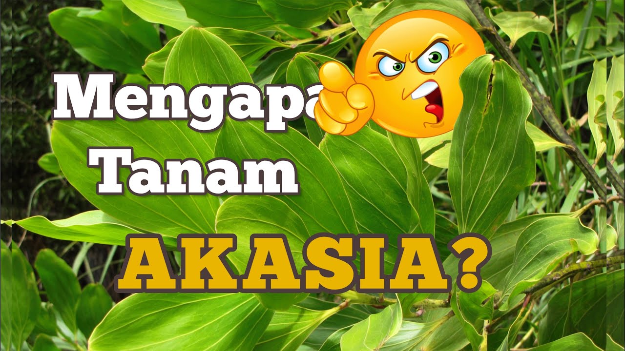 Pertanian Hutan | Mengapa tanam akasia ?