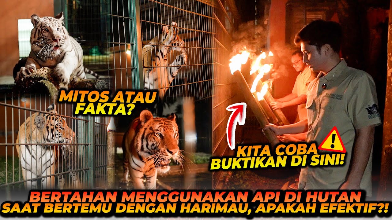 PEMBUKTIAN APAKAH HARIMAU TAKUT DENGAN OBOR API ?! BERGUNA SAAT BERTAHAN DARI SATWA BUAS !