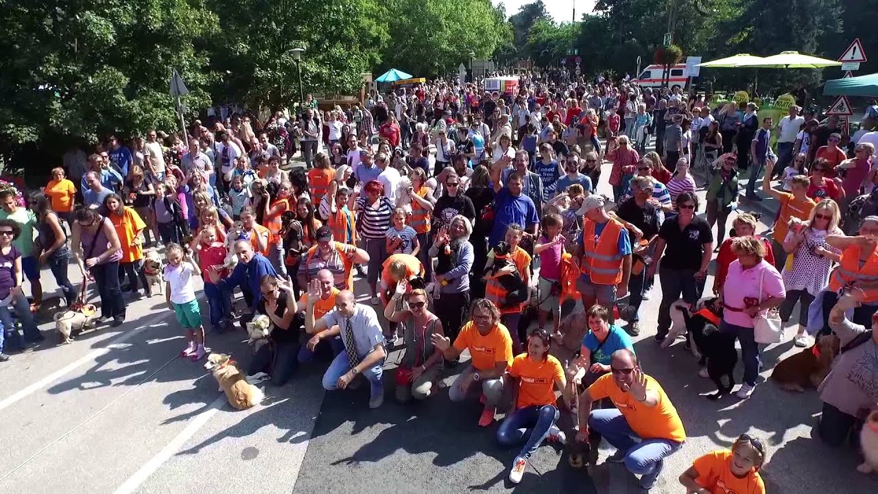 PettBull Szuperkuty&aacute;k Rekordk&iacute;s&eacute;rlete (G&ouml;d&ouml;llő 2015)-egifoto.hu
