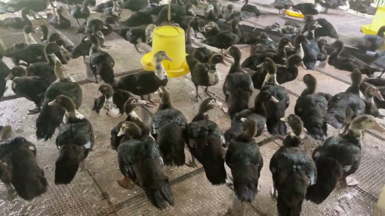 Trại hợp đồng Bến Tre, sàn inox cứng cáp, sạch sẽ. Cơ sở vịt xiêm Phi Đoàn - 0974.842.805