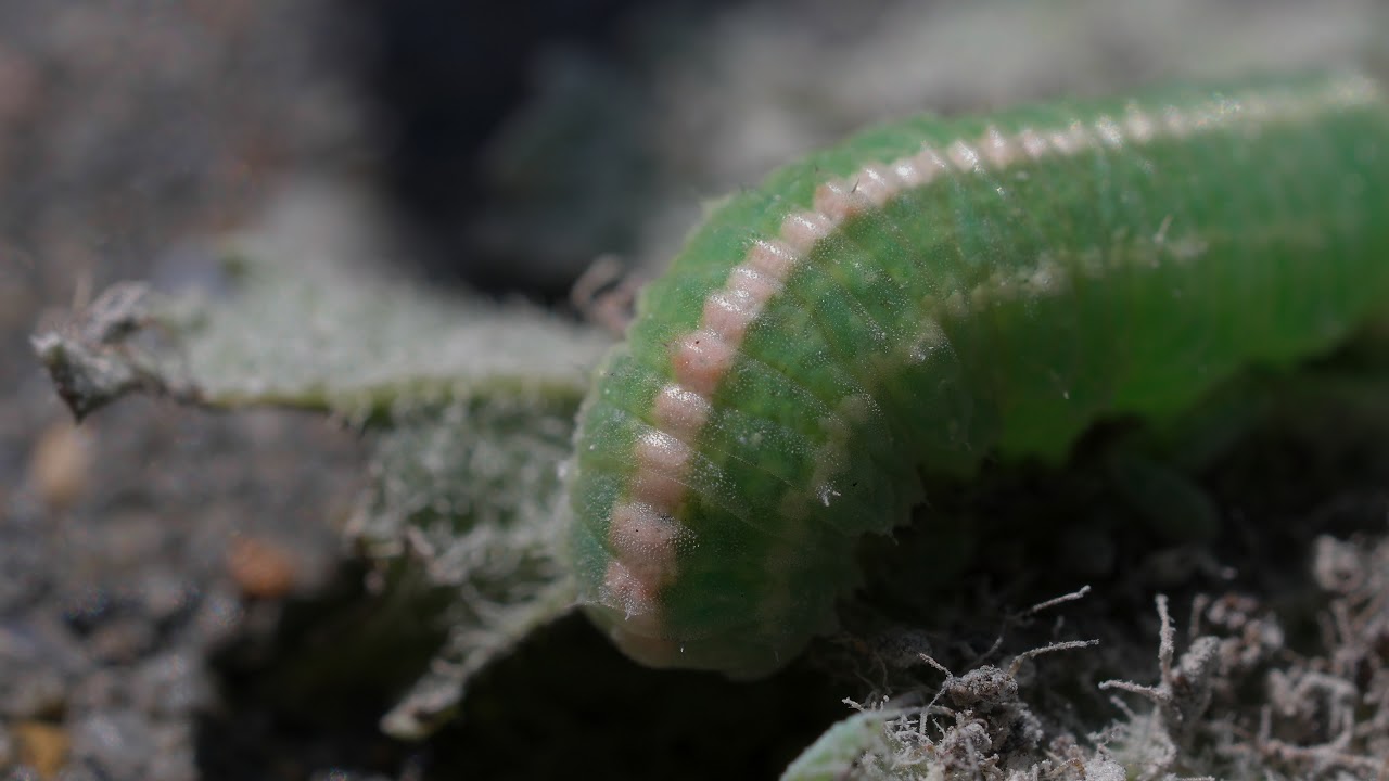 Caterpillar heartbeat close-up