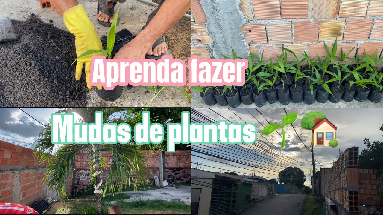 Tutorial fazendo  mudas de plantas 🪴🏡
