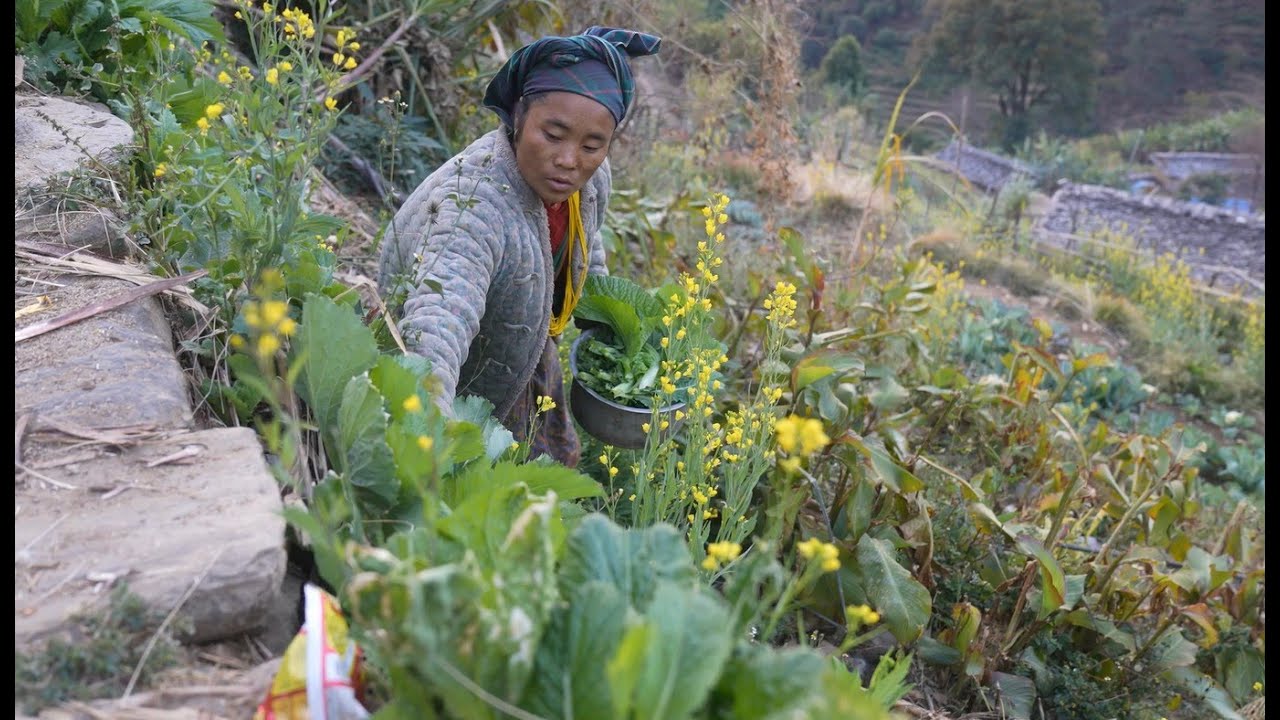 How to collect green organic vegetables and cook inside traditional kitchen ? Village life
