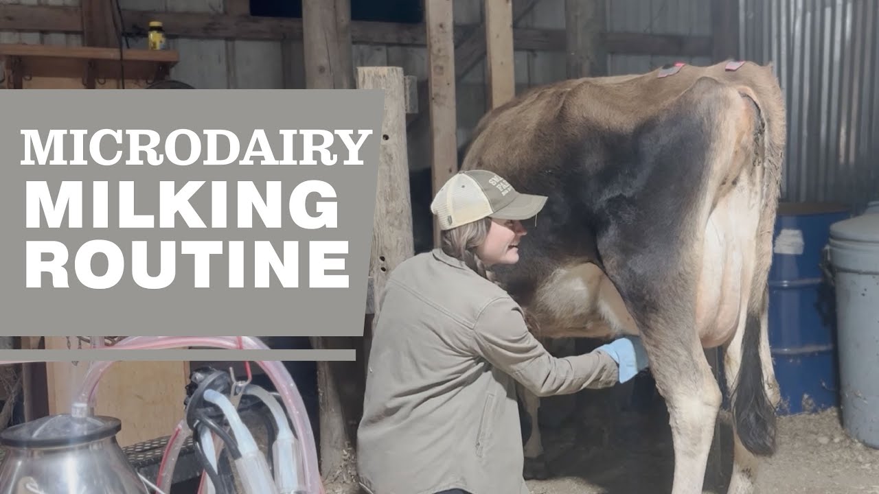 Microdairy Milking Routine | A2A2 Jerseys