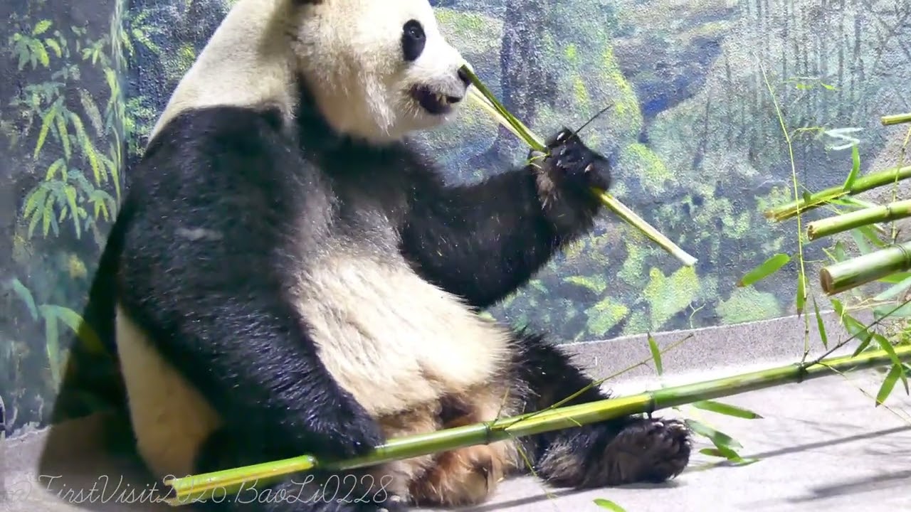 Hello Cute Bao Li!!! 2026/2/28 Pt1 #2dayDCpandastrip