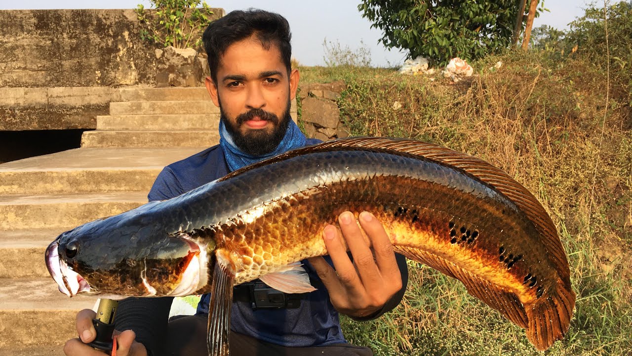 #Fish Biriyani ചേറുമീൻ ബിരിയാണി വച്ചാലോ? | kerala fishing