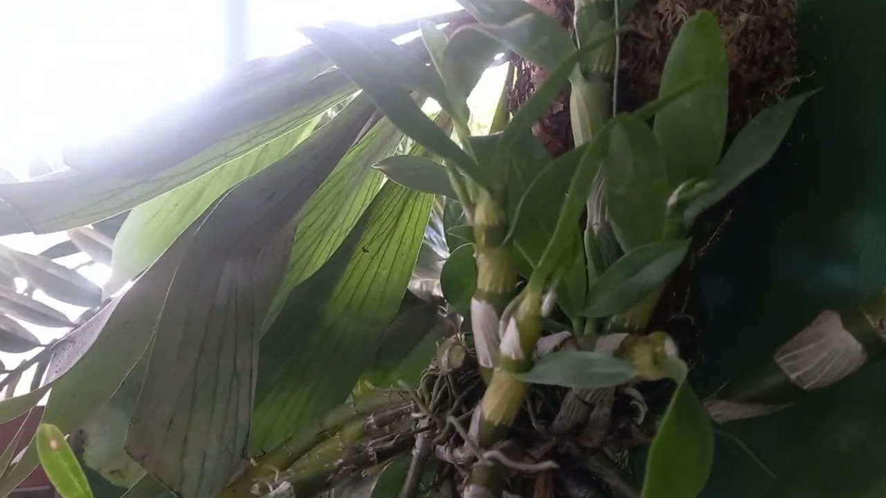 #Dendrobium #orquidias #orquídeas #dendrobiumnobile#orquideaolhodeboneca 