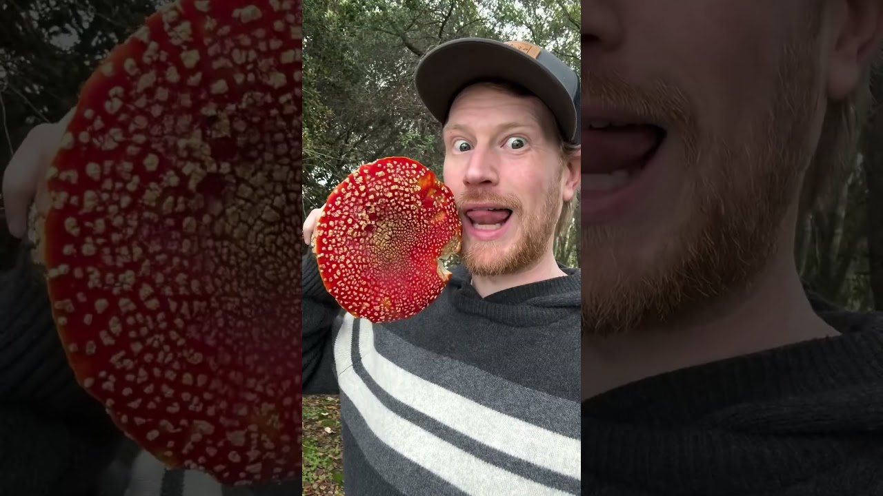 Fly Agaric (Amanita muscaria) Mario Mushroom Christmas Tribute Compilation &ldquo;Santa Baby&rdquo;