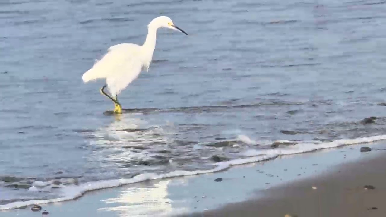 Snowy Egret: See This Very Cool Bird Hunting in Santa Barbara, California | Beach Wildlife