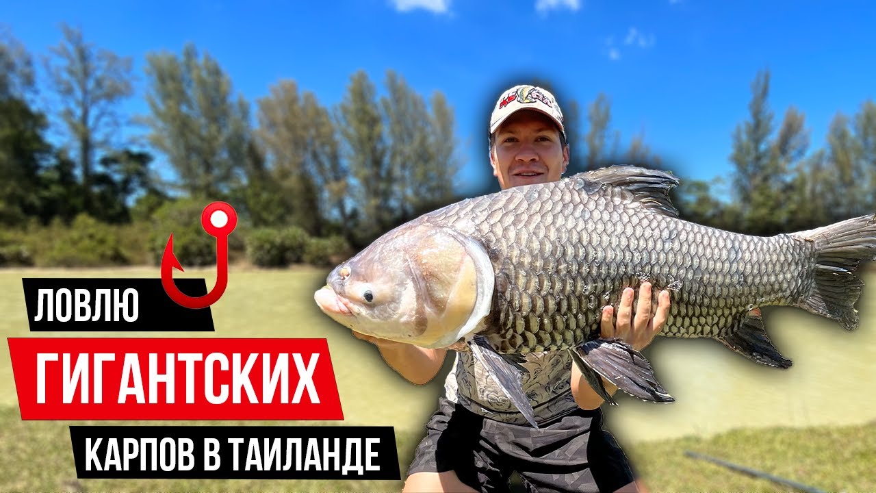 Рыбалка на гигантских карпов в Таиланде / Carpfishing in Thailand 2024