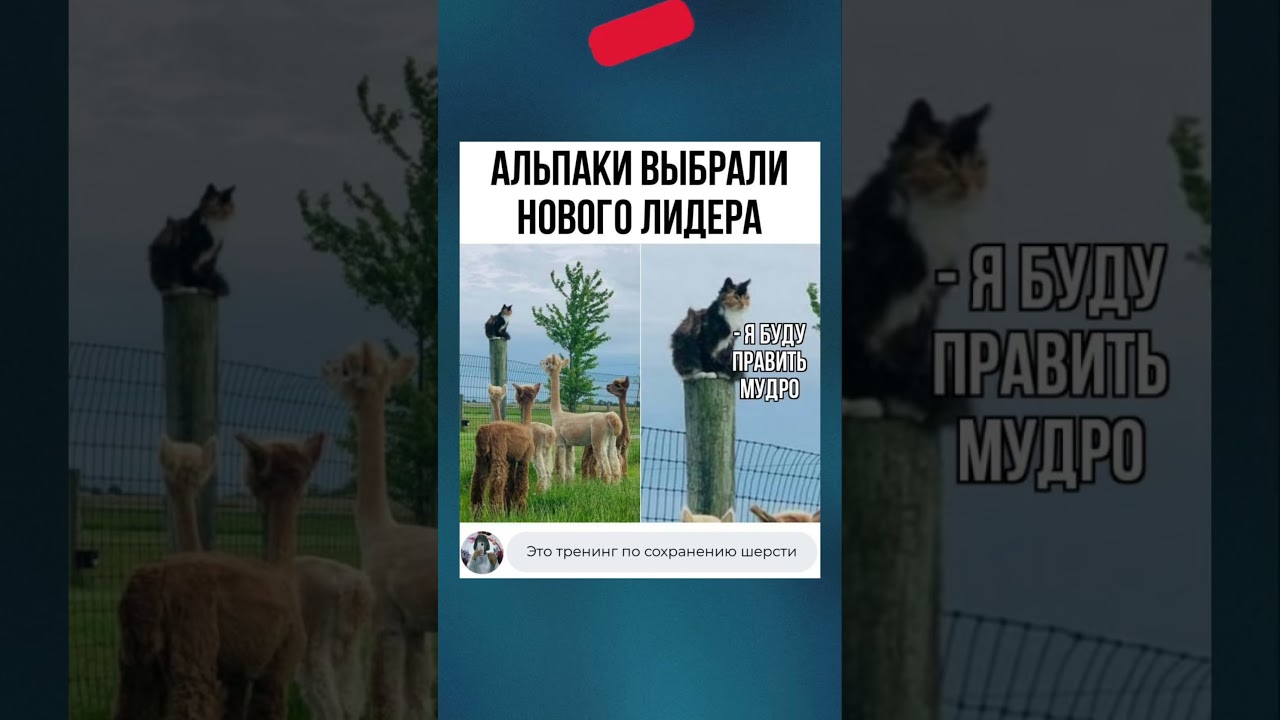 Мудрый кот 😂 #мем смех #смешныевидео #прикол #шутки #jokes #shorts #shortvideo #юмор #мем