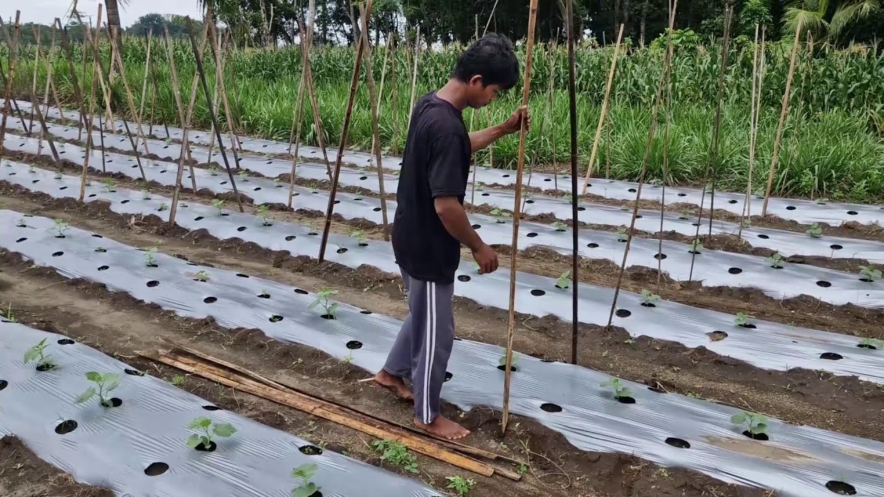 BARE-HAND FARMING TRICK: BAMBOO TRELLISES FOR PERFECT CUCUMBERS!-agriculture  techniques