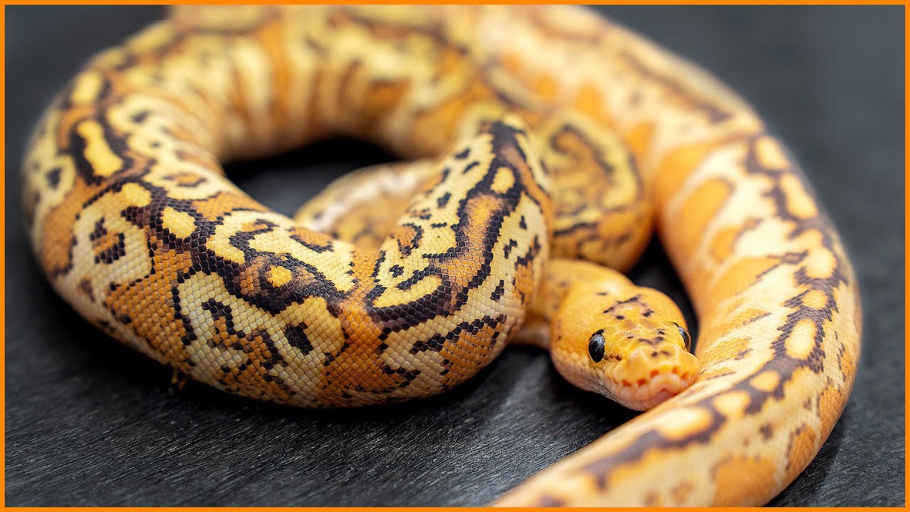 Our CRAZIEST Snakes of the Season! | KINOVA Fall 2022 Reveal