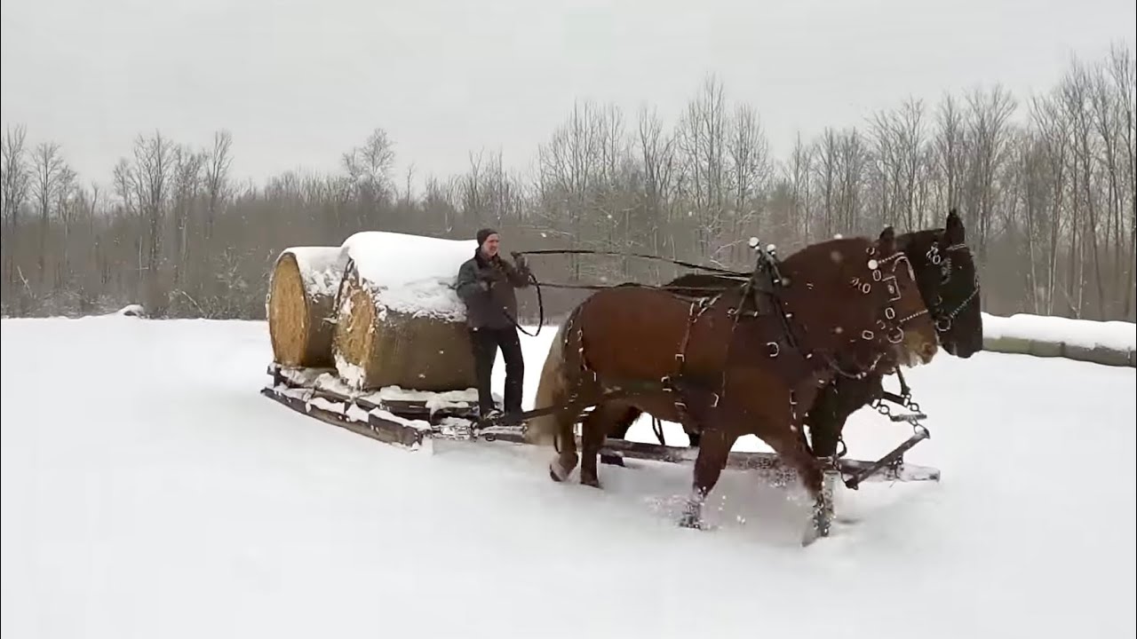 ВЕЛИКИЙ ДЕНЬ ДЛЯ БАРОНА!!! // Тренировка тяжеловозных лошадей с нашим жеребцом породы суффолк-пан...