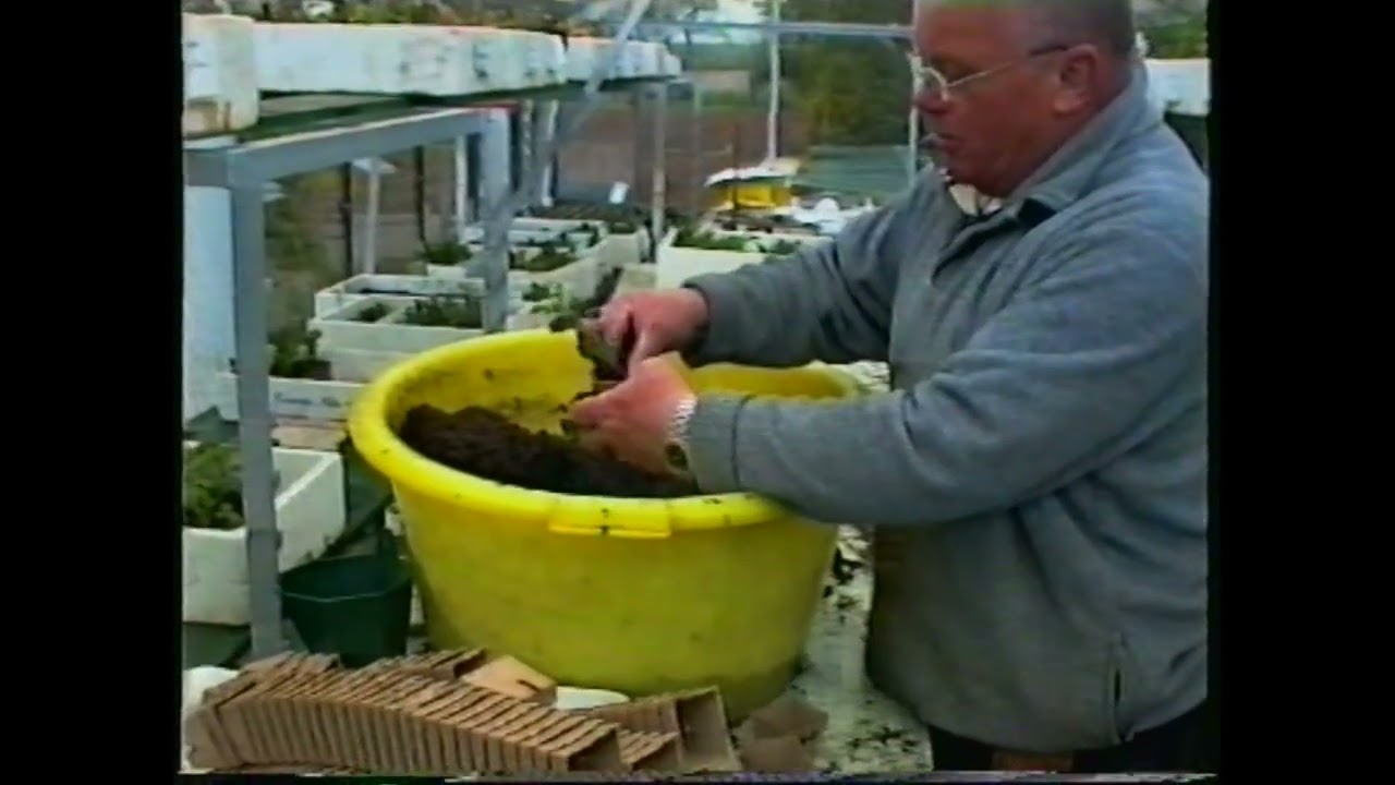 EMDV Eerste Maastrichtse Dahlia Vereniging - uitleg kweken Dahlia en open dag 2001