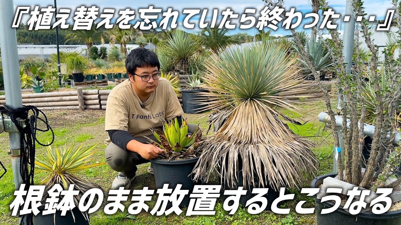 根鉢を3年以上放置するとどんなトラブルが起こるかお見せします!!