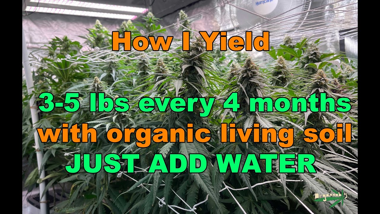 How to set up your grow room  to yield 3-5 pounds every 4 months with Organic Living Soil