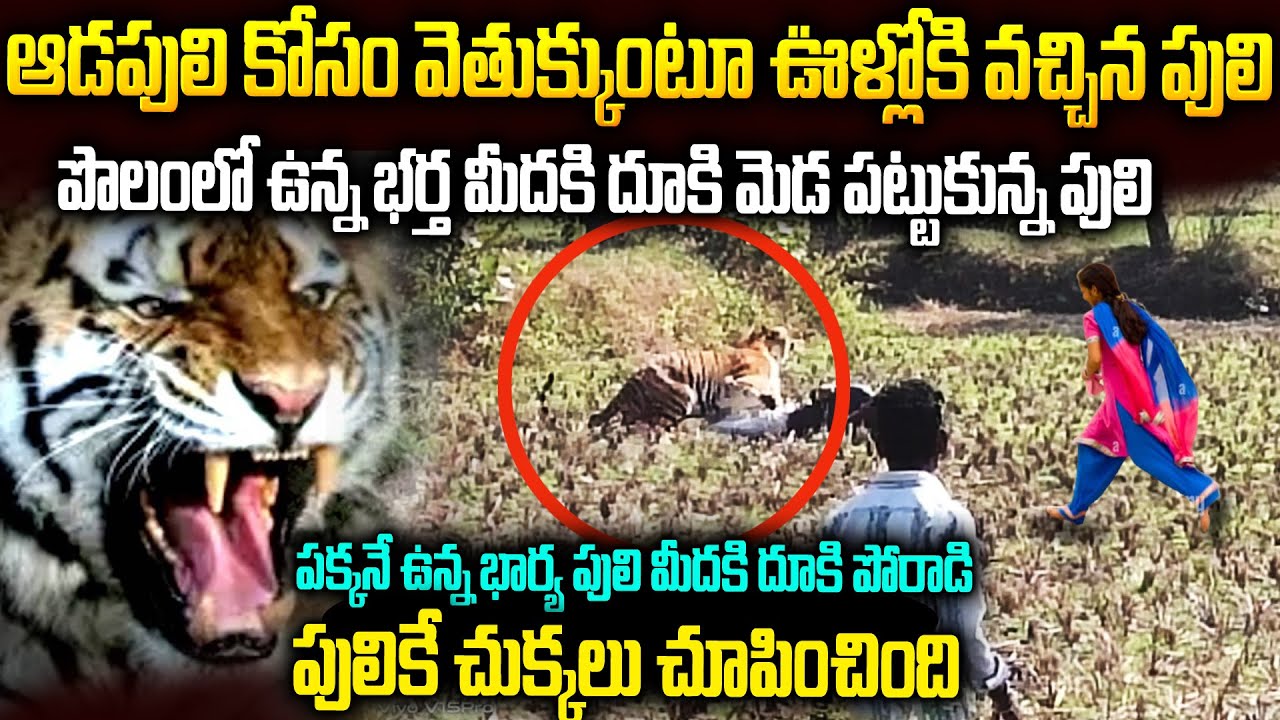 భర్తని కాపాడేందుకు పులికే చుక్కలు చూపించిన భార్య..RRRసినిమాని మించిపోయే సీన్ | VOV