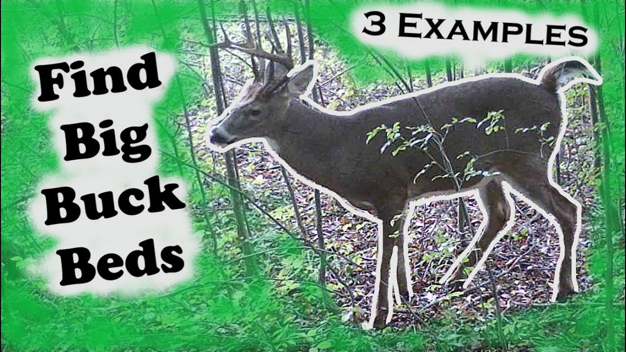 Public Land Mature Buck Bedding Tour (Part 1)